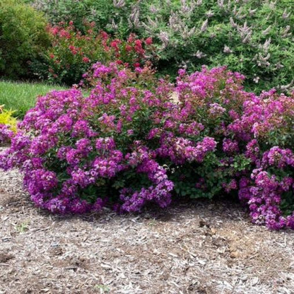 Bellini® Grape Crape Myrtle (Celebration)