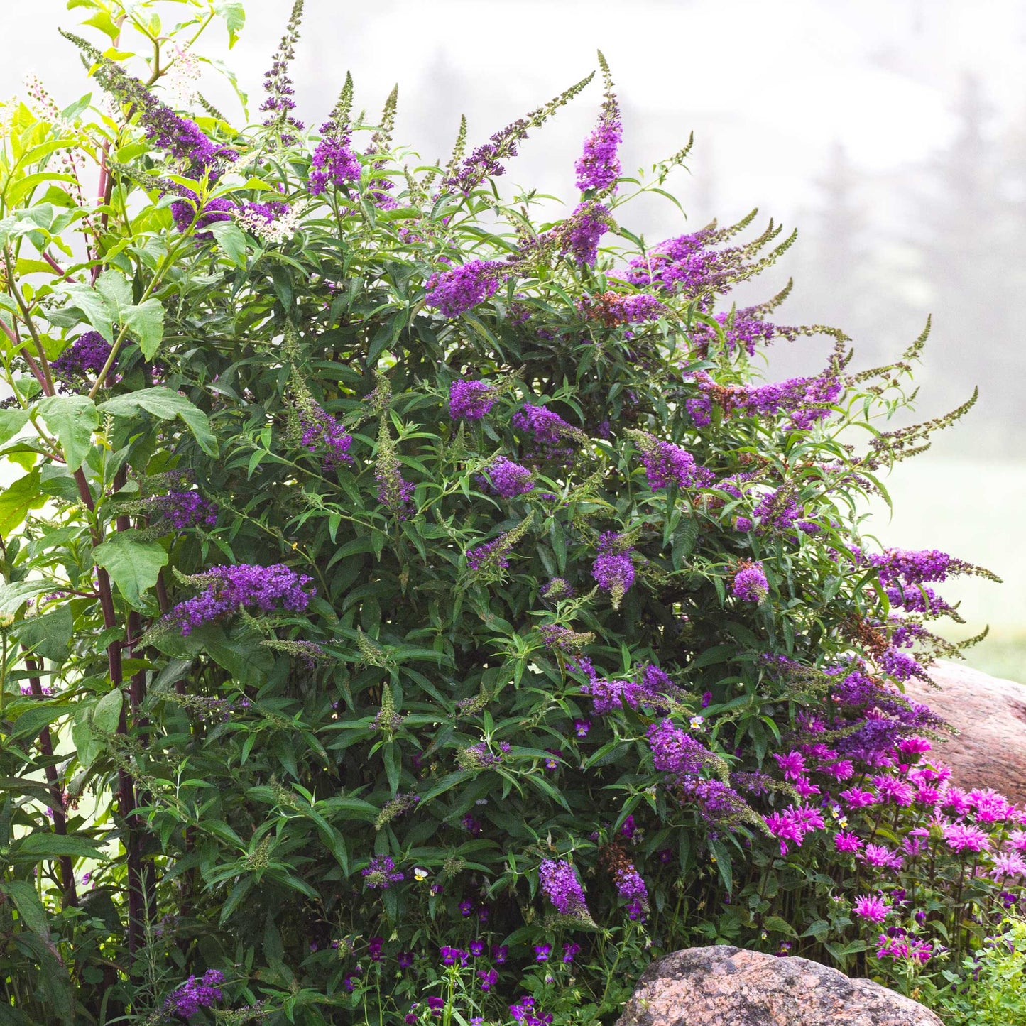 Black Knight Butterfly Bush (Memorial)