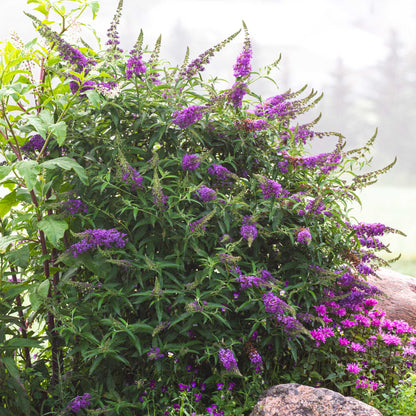 Black Knight Butterfly Bush (Memorial)