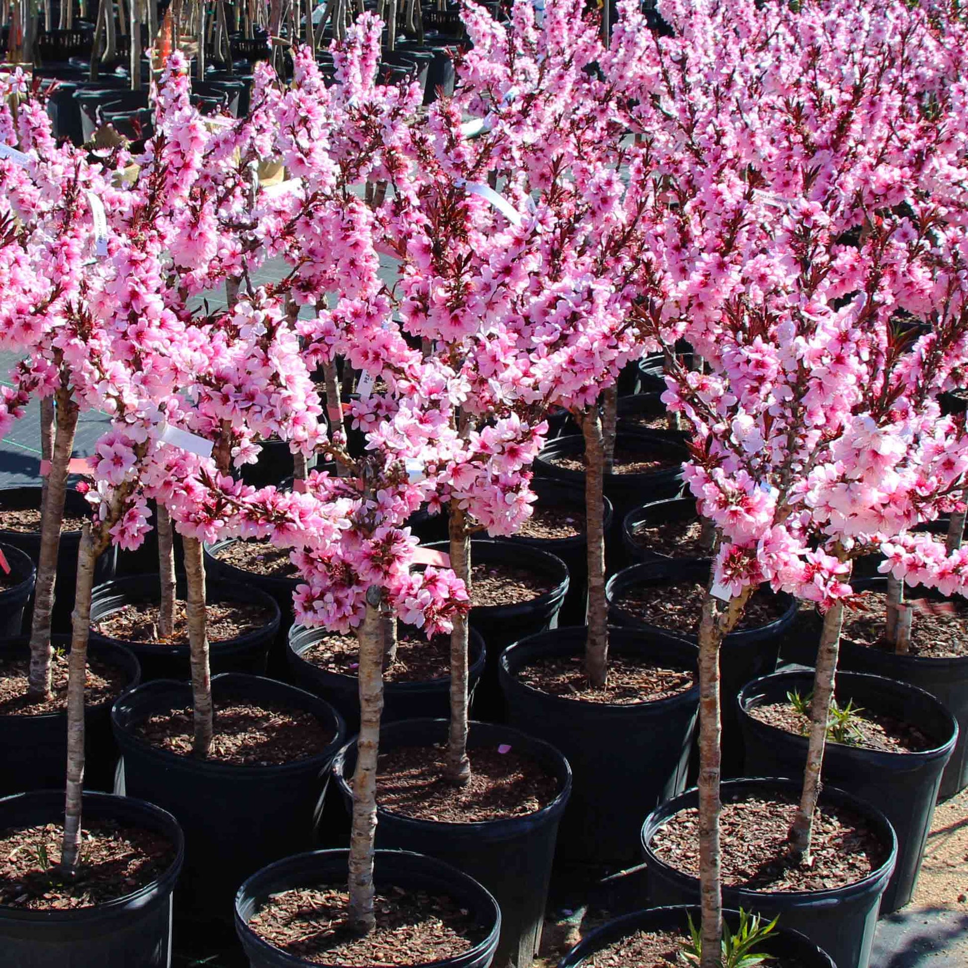 reebute is redefining how we honor life and loss by pioneering the category of living memorials - Bonfire Patio Peach tribute tree kit planting for home gardens or patios after pet loss to honor their memory.  