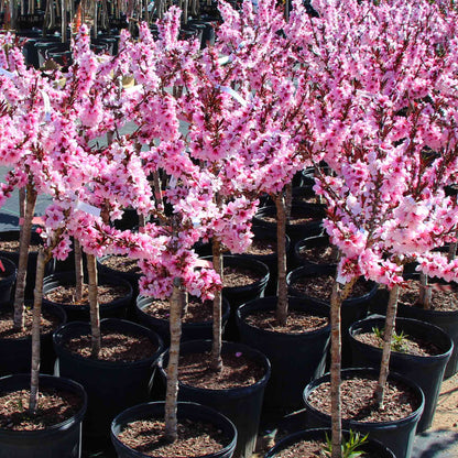 reebute is redefining how we honor life and loss by pioneering the category of living memorials - Bonfire Patio Peach tribute tree kit planting for home gardens or patios after pet loss to honor their memory.  