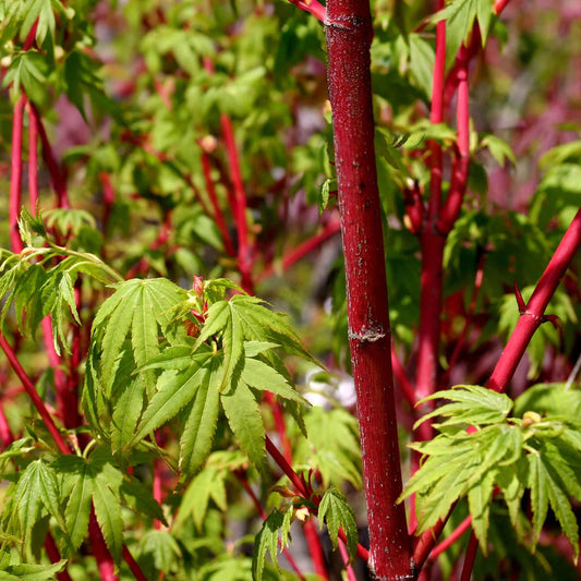 Close-up of the brilliant red stems and green leaves of a Coral Bark Japanese Maple tribute tree as a meaninful sympathy gift.
