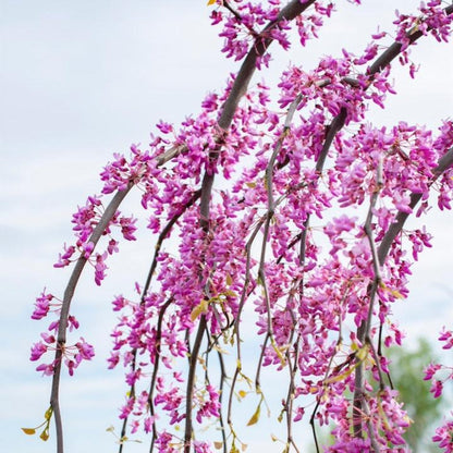 Golden Falls® Redbud Tree (Memorial)