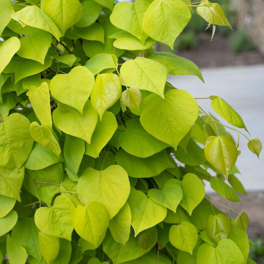Golden Falls® Redbud Tree (Memorial)