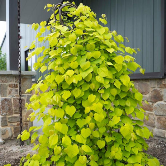 Golden Falls® Redbud Tree (Memorial)