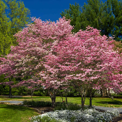 Cherokee Brave Pink Dogwood (Memorial)