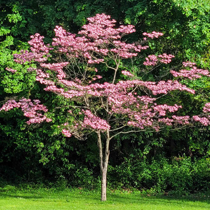 Cherokee Brave Pink Dogwood (Memorial)