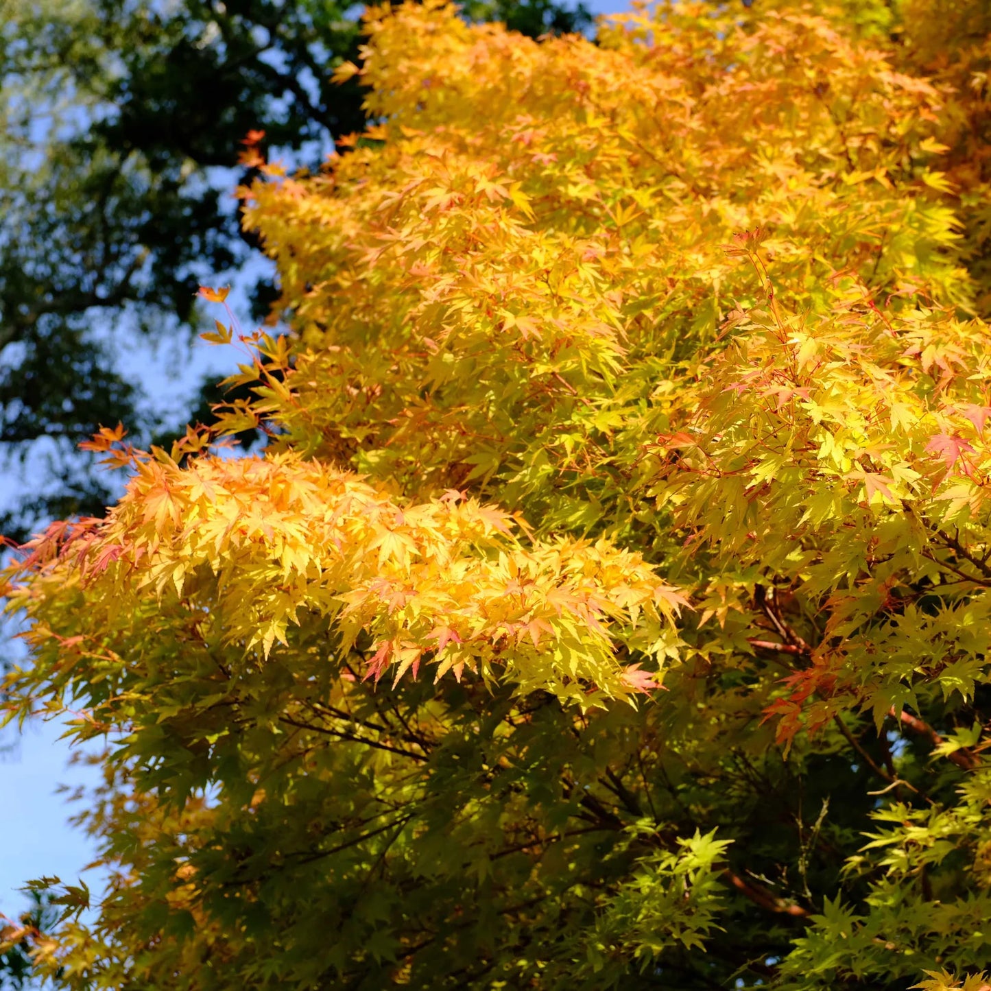 Tree with vibrant yellow and green leaves against a blue sky planted as a meaningful memorial for a loved one or pet.