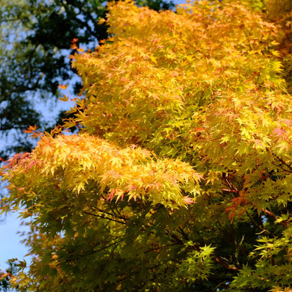 Tree with vibrant yellow and green leaves against a blue sky planted as a meaningful memorial for a loved one or pet.