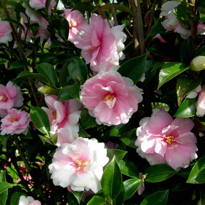 Dream Weaver Camellia (Pet)