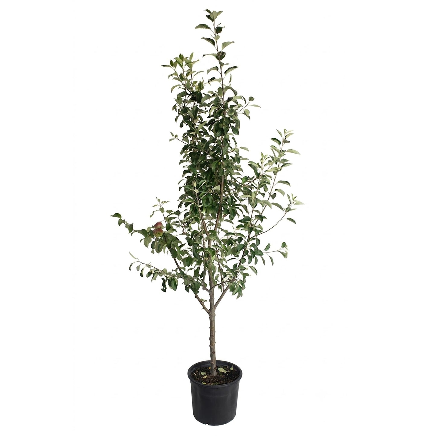 3-in-1 Apple Tree