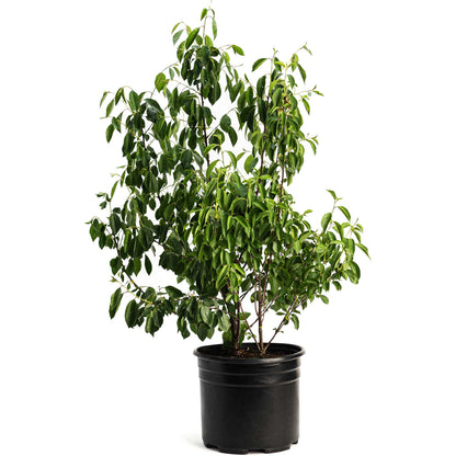 Romeo and Juliet Cherry Tree Bundle
