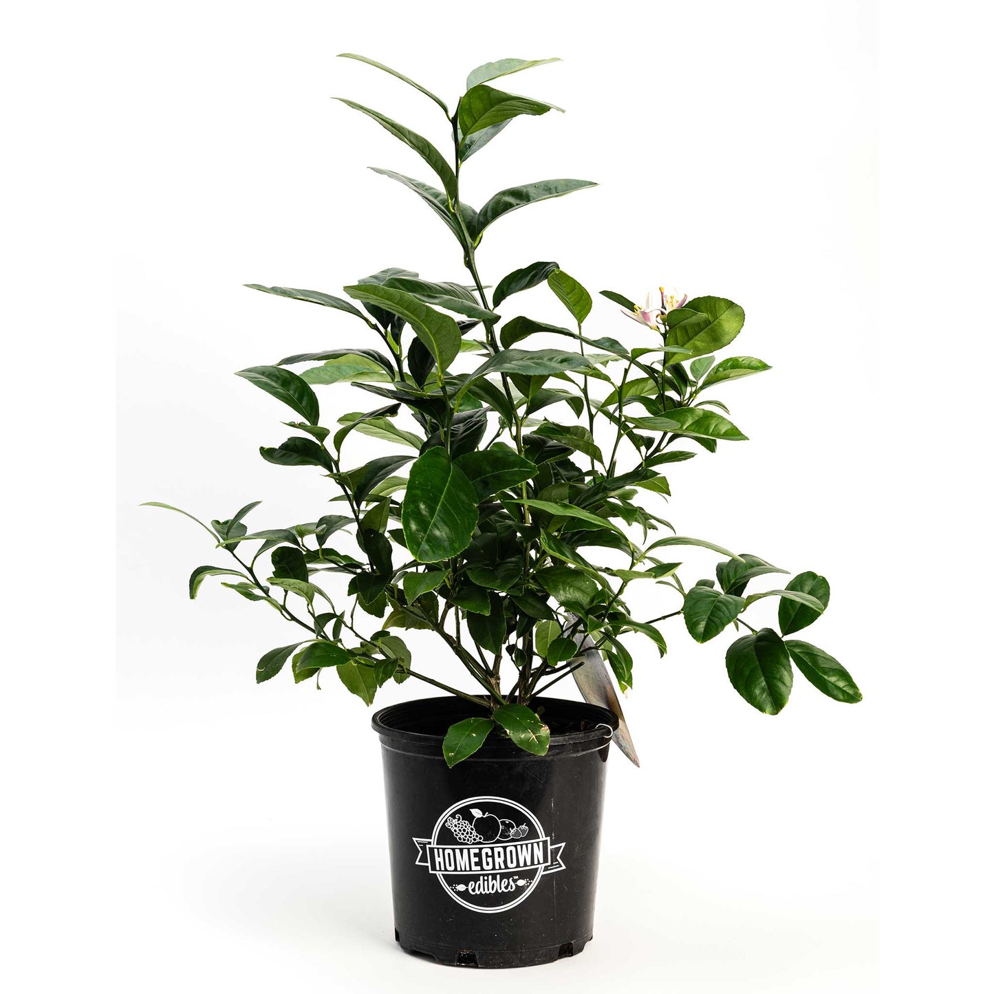 Improved Meyer Lemon Bush (Pet)