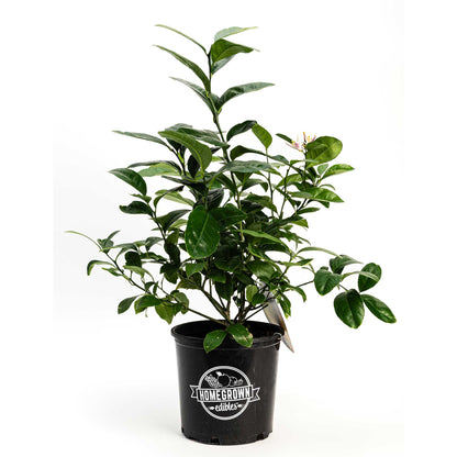 Improved Meyer Lemon Bush (Pet)