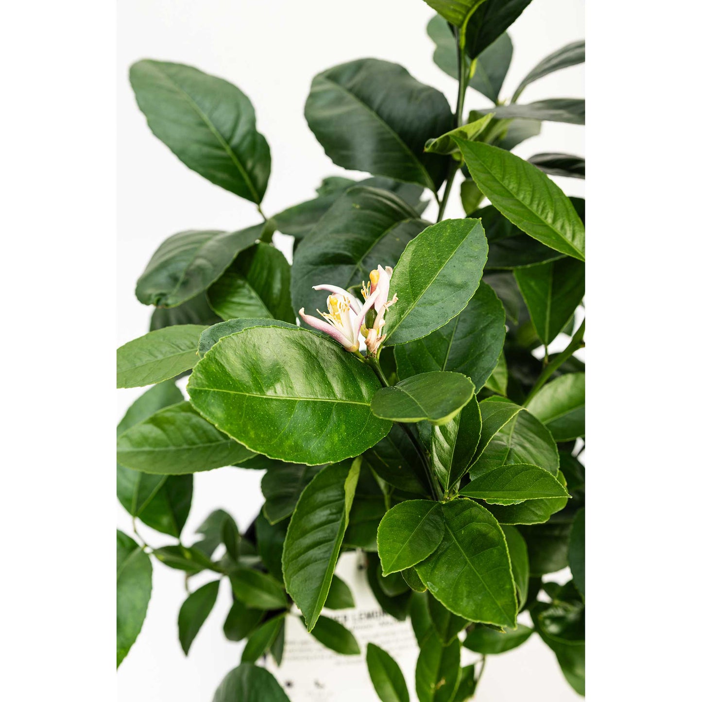 Improved Meyer Lemon Bush (Pet)