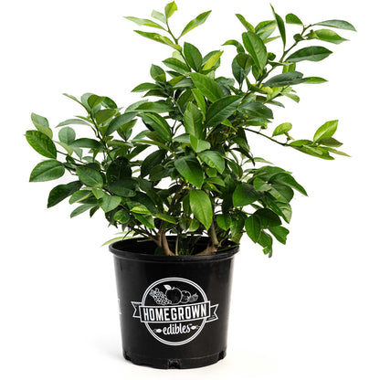 Improved Meyer Lemon Bush (Pet)