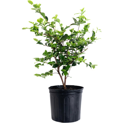 Dream Weaver Camellia
