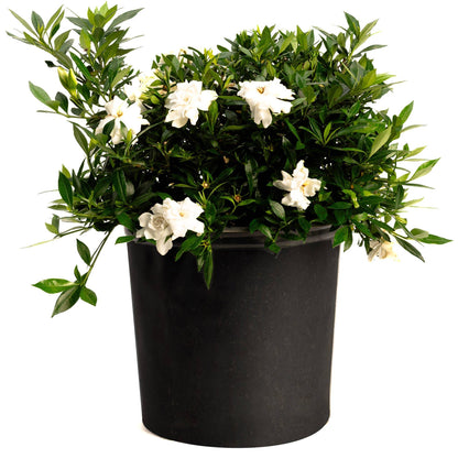 Radicans Gardenia