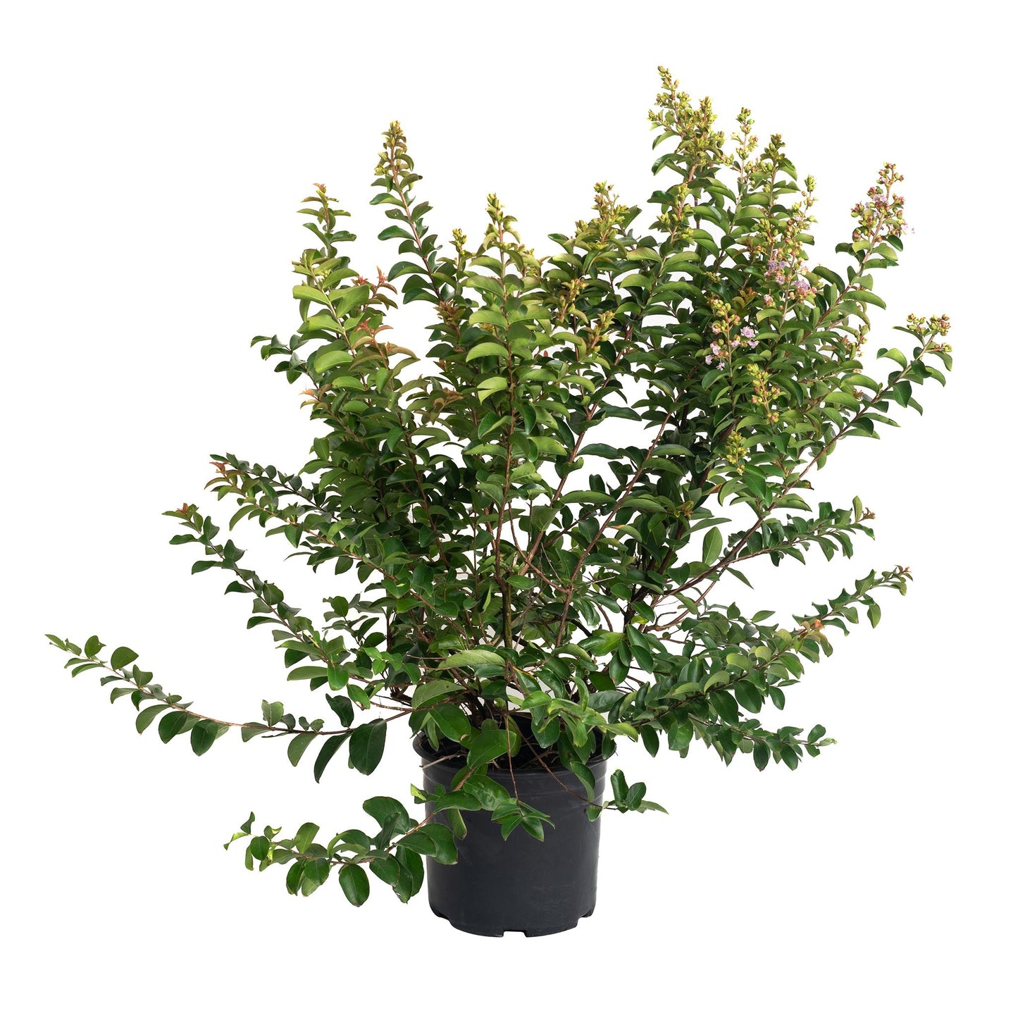 Catawba Crapemyrtle