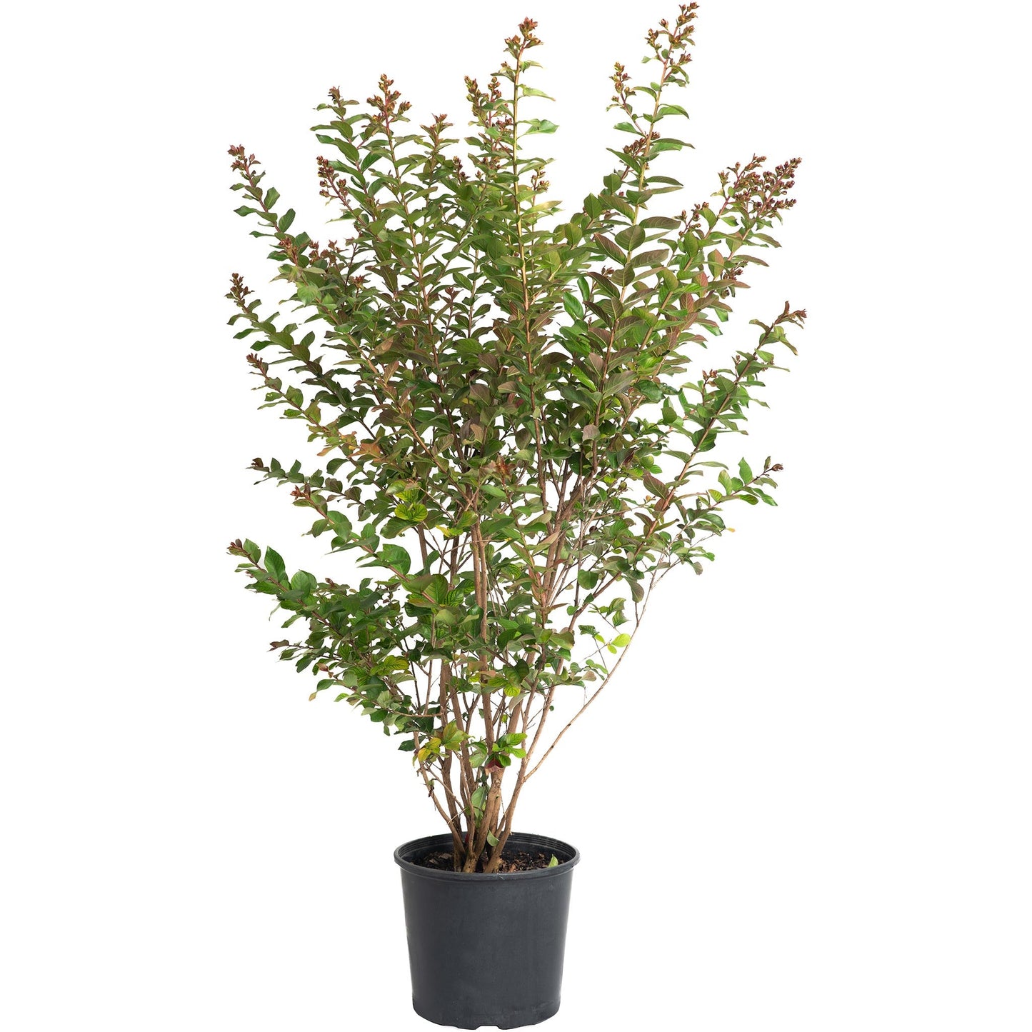 Scarlet Colorama™ Crapemyrtle