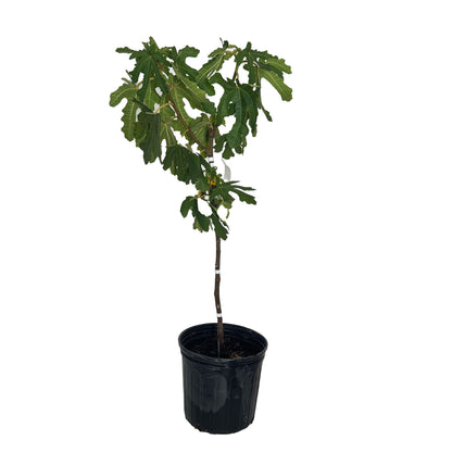 Black Mission Fig Tree