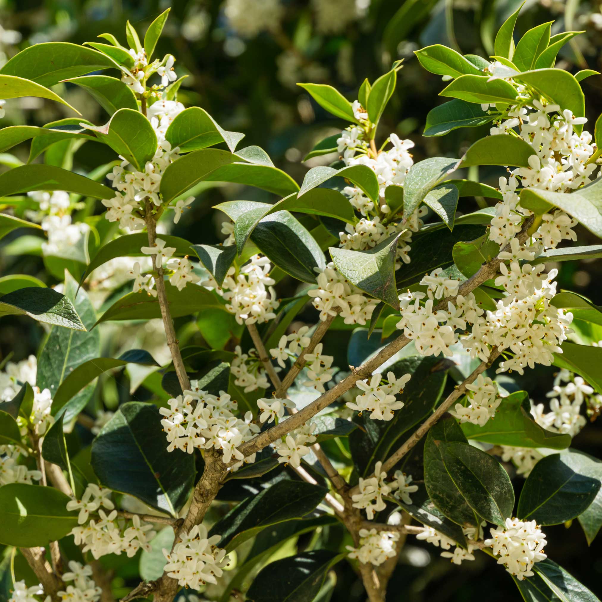 Fragrant Tea Olive Memorial Tree Kit | Treebute