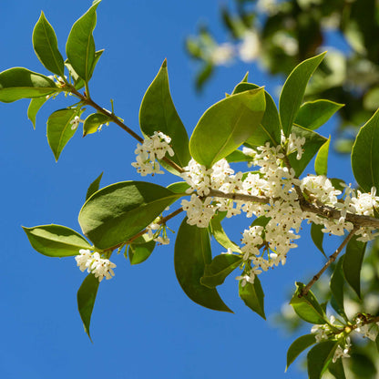 Fragrant Tea Olive Tree (Pet)