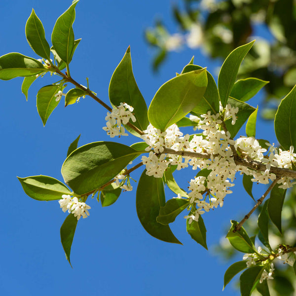 Fragrant_Tea_Olive_Close_grand
