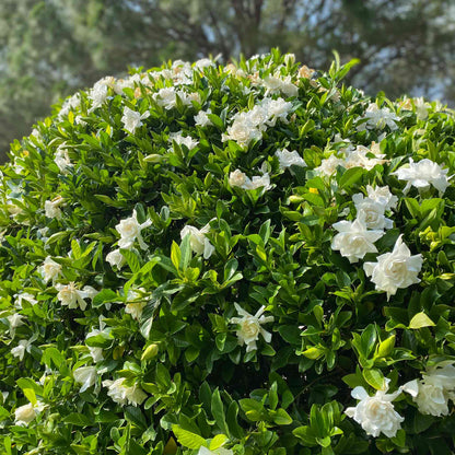 Frost Proof Gardenia (Pet)