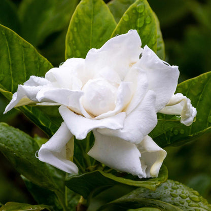 Frost Proof Gardenia (Pet)