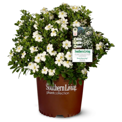 ScentAmazing® Gardenia (Memorial)