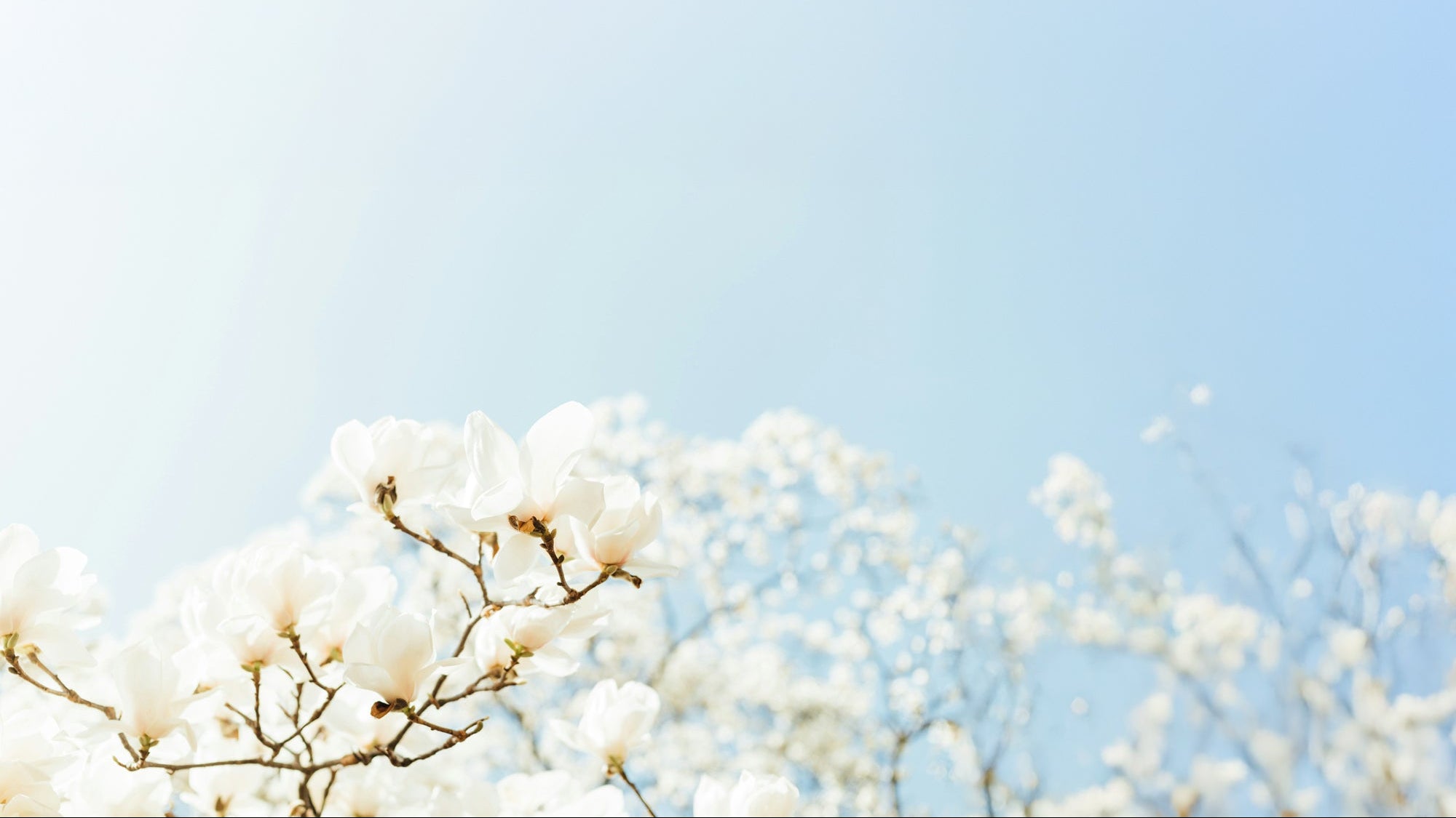 White flowers against a light blue sky