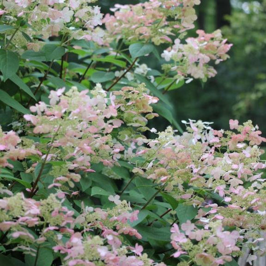 Quick Fire® Hydrangea Tree (Pet)