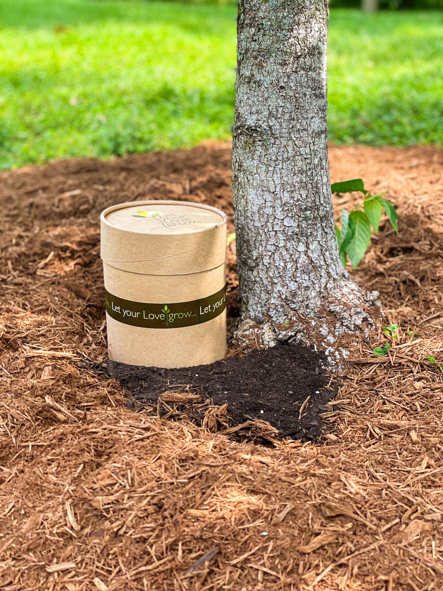 Eastern Redbud (Memorial)
