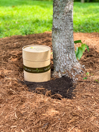 Eastern Redbud (Memorial)