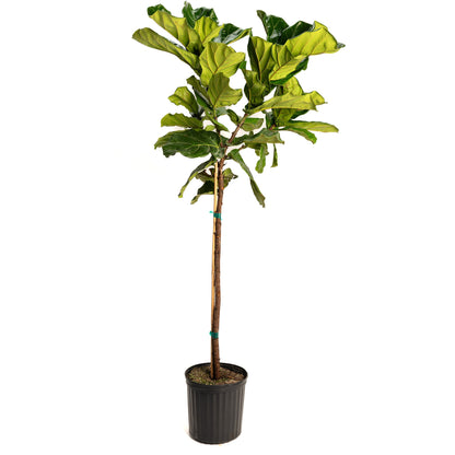 Fiddle-Leaf Fig Tree