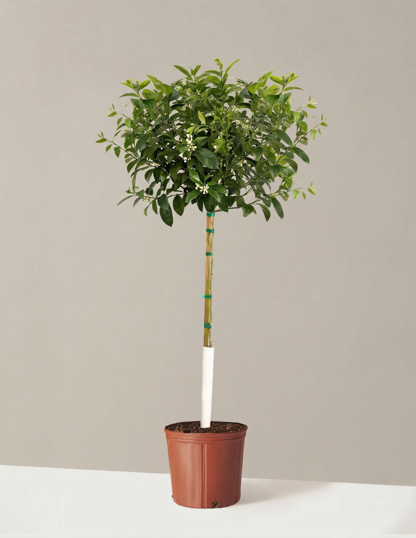 Meyer Lemon Tree