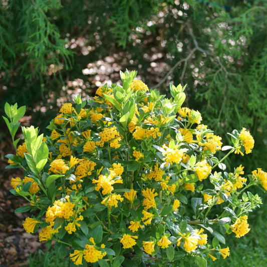 Juiced® Orange Jessamine (Memorial)