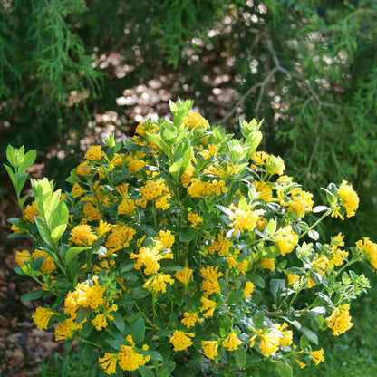 Juiced® Orange Jessamine (Memorial)