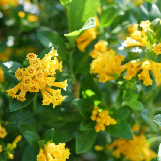 Juiced® Orange Jessamine (Memorial)