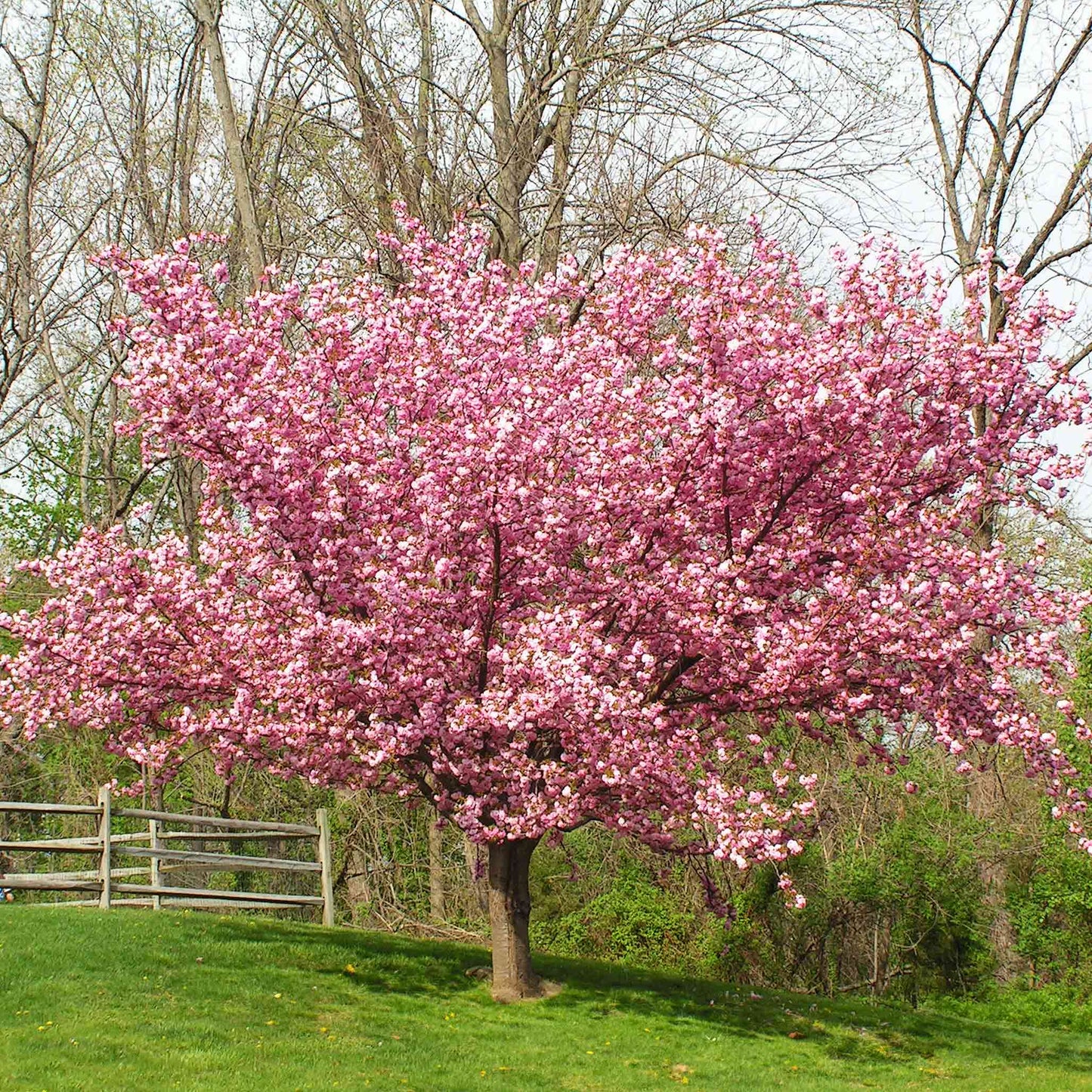 Kwanzan Flowering Cherry Tree (Memorial)