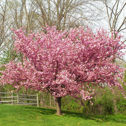 Kwanzan Flowering Cherry Tree (Memorial)