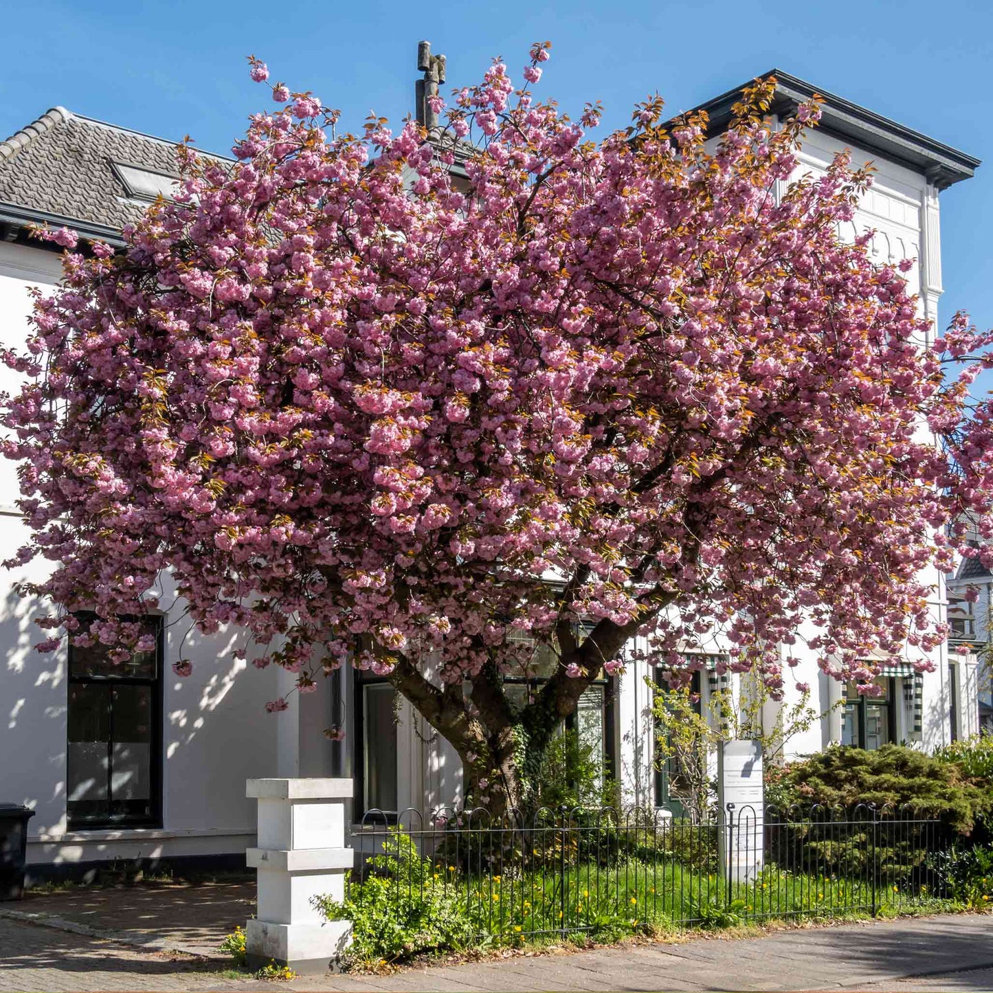 Kwanzan Flowering Cherry Tree (Memorial)