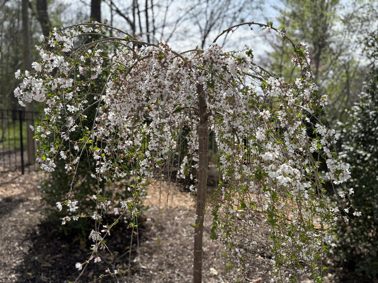 Weeping cherry memorial tree for loss of parent with white blossoms in a backyard setting in early spring