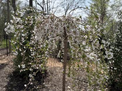 Weeping cherry memorial tree for loss of parent with white blossoms in a backyard setting in early spring