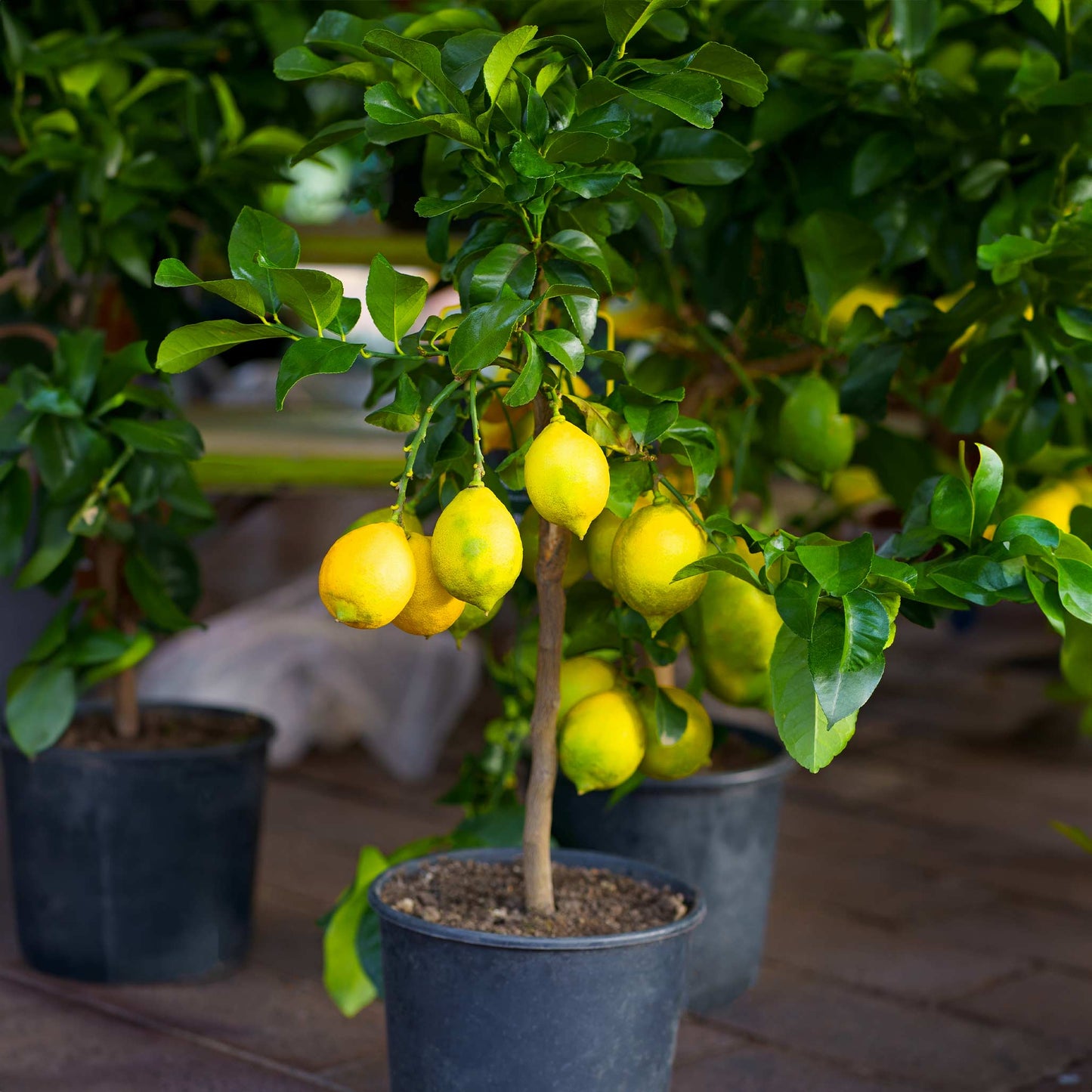 Improved Meyer Lemon Bush (Pet)