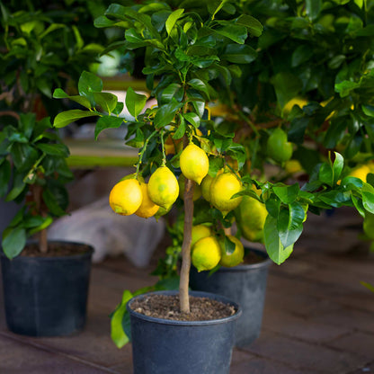 Improved Meyer Lemon Bush (Pet)