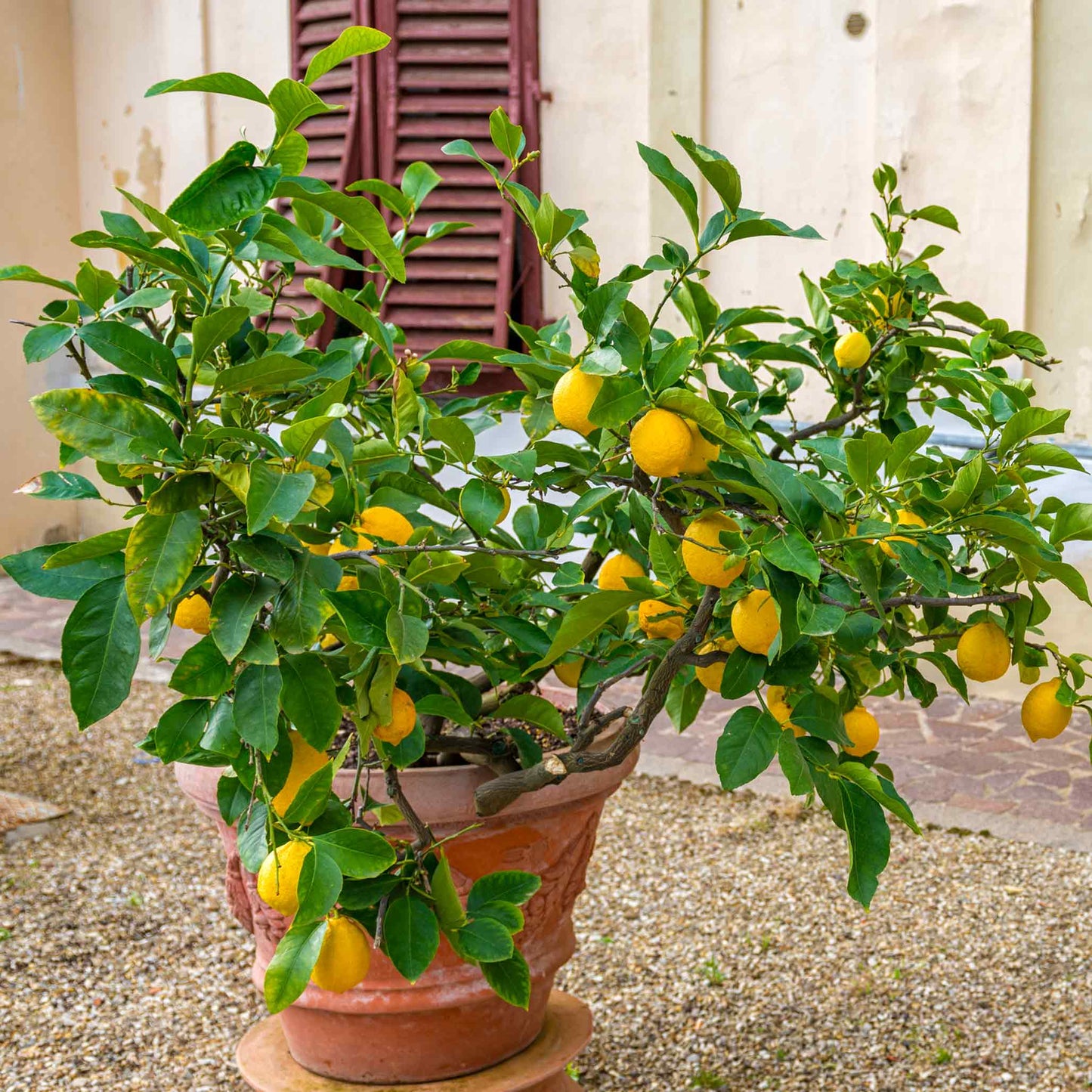 Improved Meyer Lemon Bush (Pet)
