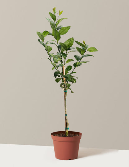 Meyer Lemon Tree