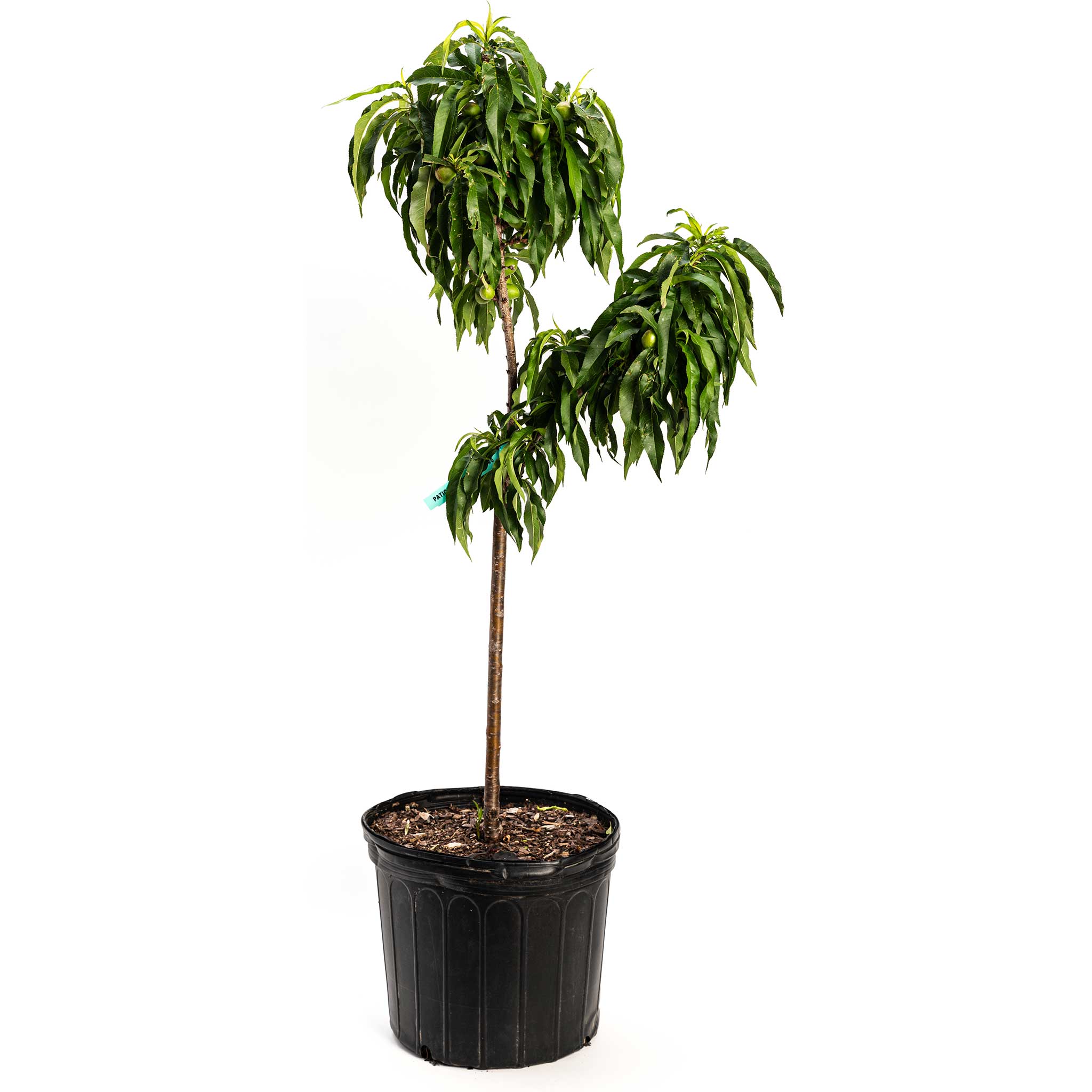 Bonanza Patio Peach Memorial Tree Kit | Sympathy Gift | Treebute